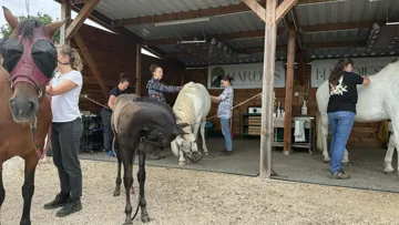 Formation avec les chevaux