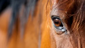 Que sait-on vraiment de ce que ressentent les chevaux de sport ?