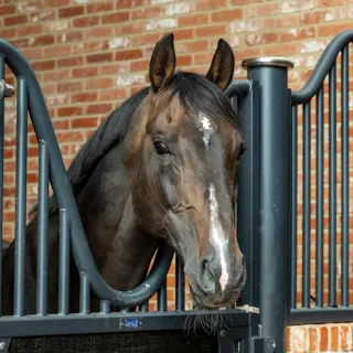 Otello de Guldenboom