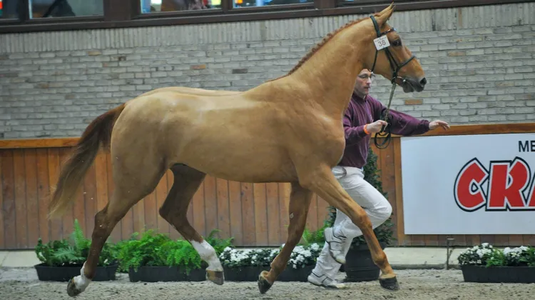 Ici au CSIO 5* de La Baule avec la Suédoise Andersson Petronella, Odina van Klapscheut est l’un des meilleurs produits d’I Am Moerhoeve’s Star.