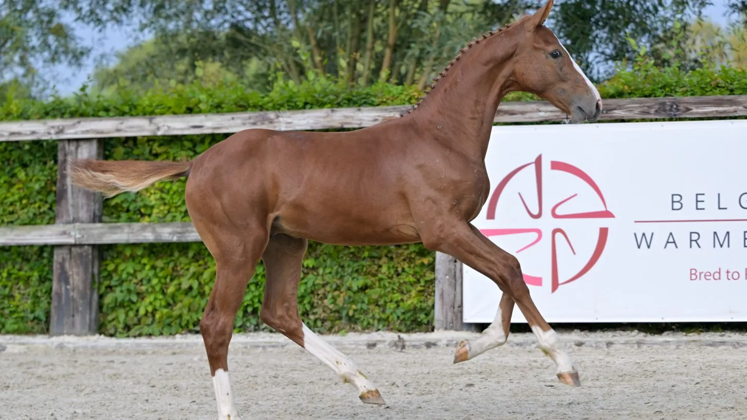 Veulens van Ermitage Kalone vallen in de smaak tijdens BWP Online Foal Auction