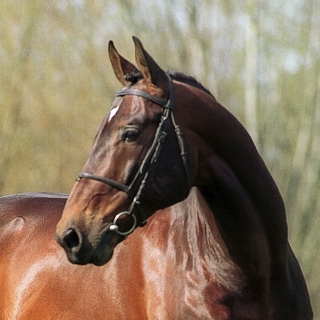 Kannan
