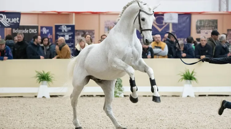 Disparu fin mai, l’étalon Untouchable M figure en tête de notre classement, atteignant  un taux de 52,63 % de produits engagés cette année à la Grande Semaine de Fontainebleau sur  ceux ayant concouru sur le Cycle classique cette saison.