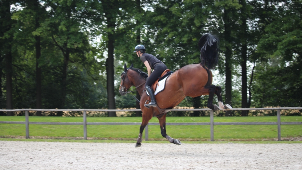 Equimove