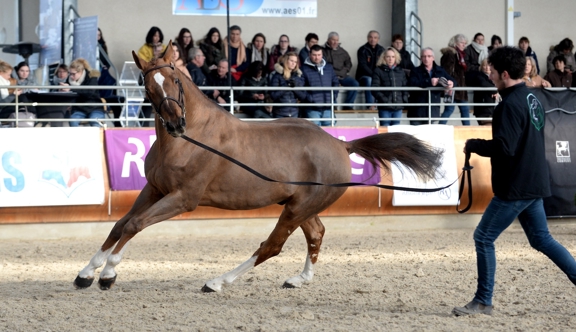 Fusario d’Boissailles, meilleur produit de ce petit élevage, est un fils d’Ogrion des Champs, ici en photo à une présentation d’étalons.