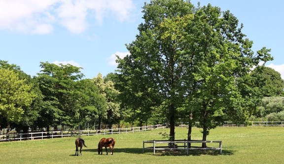 Mares Of Macha
