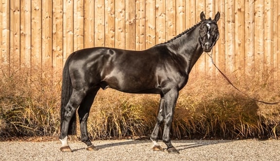 Darkhorse Brimbelles