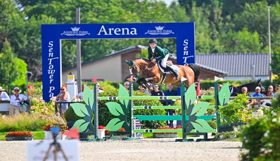 Le fabuleux étalon Double Pleasure, sacré champion d'Europe Poneys l'été dernier à onze ans avec l'Irlandais Jack Kent, est un cheval du stud-book irlandais Breeders Elite Studbook for Irish & European Sporthorses