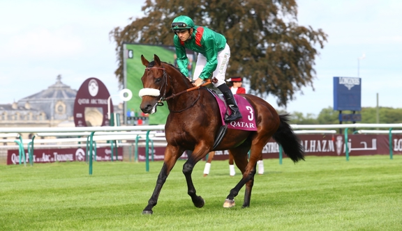 Ici sous la selle de la star Christophe Soumillon, Zarak, jeune vedette de l’élevage français né pour le compte de l’Aga Khan IV, est l’étalon de sa génération présentant les meilleures statistiques en Europe. Son prix de saillie a été multiplié par sept en quatre ans.