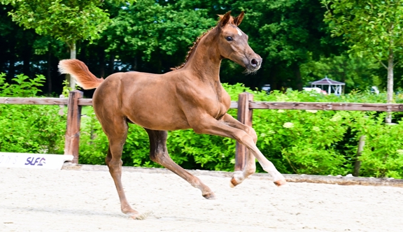Cazita ter Schellebeek (Ecclestone Z x Aganix du Seigneur)