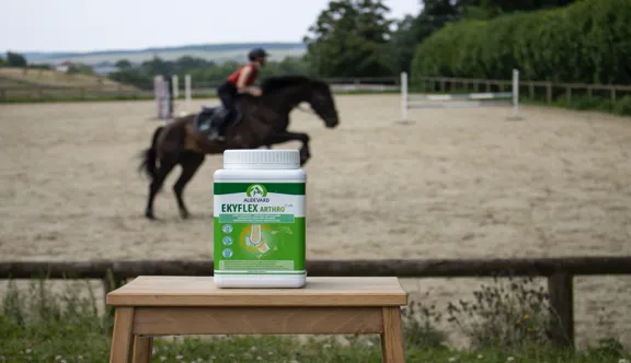 Maladie articulaire progressive, l’arthrose affecte plus d’un cheval sur deux après 15 ans. Être attentif aux premiers signes, c’est préserver son confort au quotidien.