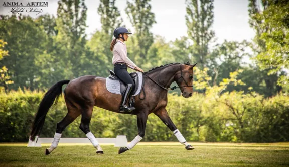 Une formation d’excellence, complète et tournée vers l’international, pour construire son avenir dans la filière équestre.