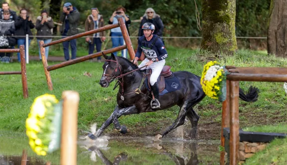 Selon Gérard Brescon, Dartagnan de Béliard, ici au Mondial du Lion, est le plus beau cheval qu’il ait fait naître.