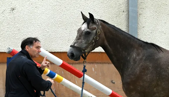 En trente ans d’expérience et d’observation des jeunes chevaux, Éric Livenais a acquis une expertise que sollicitent nombre d’organisations au sein de la filière.