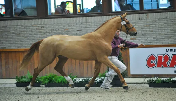 Ici au CSIO 5* de La Baule avec la Suédoise Andersson Petronella, Odina van Klapscheut est l’un des meilleurs produits d’I Am Moerhoeve’s Star.