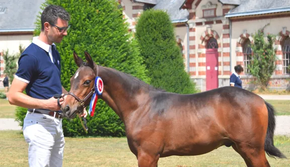 Julien Blot a été élu président du Stud-book Selle Français.