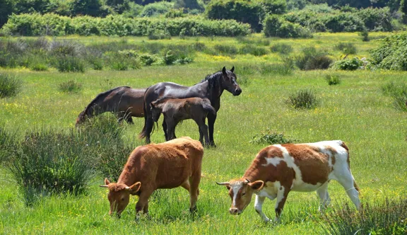 Les prairies mixtes, partagées entre des chevaux et des vaches, permettent de diluer la pression parasitaire.