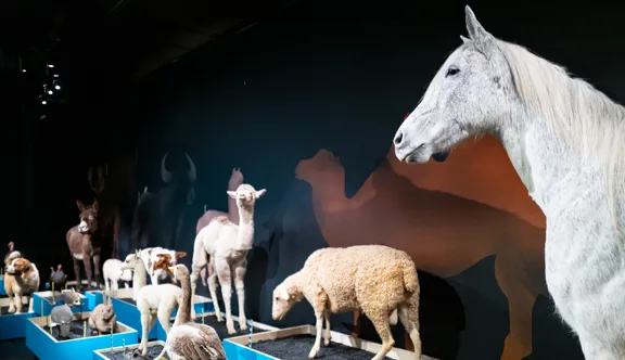 Le cheval naturalisé présent dans le parcours de l’exposition, lourd de trois cents kilos, a été transféré depuis le Musée Muséum départemental des Hautes-Alpes.