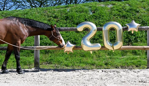 Depuis vingt ans, Ravene accompagne le bien-être des chevaux à travers des soins pensés pour leur quotidien.