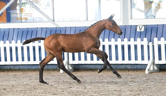 Grand Prix Sales propose une collection exceptionnelle de poulains d'élite de saut d'obstacles et de dressage, à découvrir lors de deux ventes aux enchères en ligne les 6 et 8 juillet 2026.
