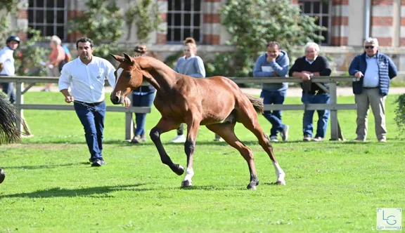 Depuis 2022, le Groupe France Élevage sélectionne chaque année une cinquantaine de foals dont Maestro del’Isle, parmi près de 500 candidatures pour soutenir les éleveurs français et enrichir son catalogue d'étalons.