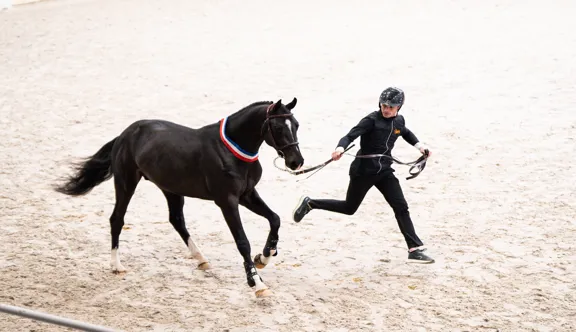 Nectar du Guilly *GFE, jeune étalon prometteur au Haras de la Bouloye