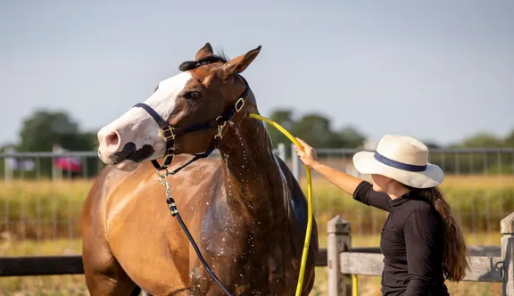 Au-delà de vingt-cinq degrès, surtout lorsque l’humidité augmente ou que l’exercice se prolonge, la capacité du cheval à réguler sa température corporelle peut être mise à rude épreuve.