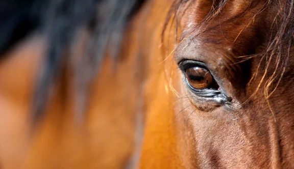 Que sait-on vraiment de ce que ressentent les chevaux de sport ?