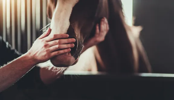 Pour mieux caractériser les états émotionnels des chevaux de sport à partir de leur langage corporel, Romane Phélipon a consacré une partie de son étude à leurs expressions faciales.