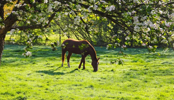 Un cheval de sport peut-il tirer bénéfice à vivre en pâture tout en concourant au plus haut niveau ?