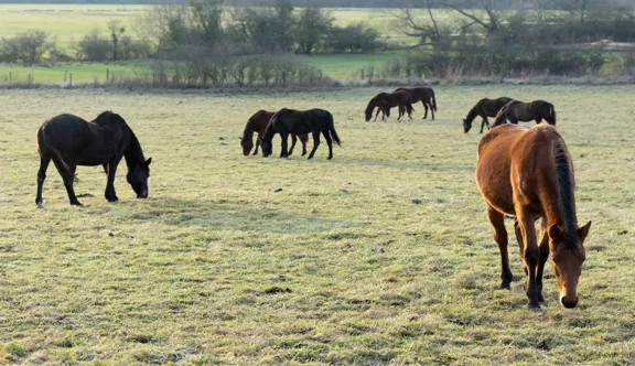 Dans les prairies de la Meuse, les chevaux pâturent au cœur d’un paysage façonné par l’élevage et la ruralité.