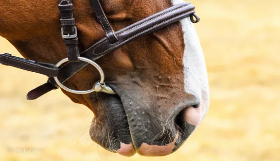 La question des embouchures et des enrênements, qu’il s’agisse de l’interdiction partielle des rênes allemandes ou de la possibilité de dérouler des reprises de dressage en filet simple, figure parmi les sujets les plus fréquemment traités au cœur des évolutions réglementaires.
