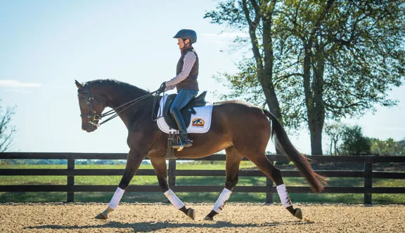 Cavalor dévoile Optrimal X, un programme qui ajuste précisément l'alimentation des chevaux de sport selon leurs besoins digestifs, énergétiques et nutritionnels réels.