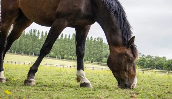 Pour prévenir les ulcères gastriques, l’article conseille une alimentation riche en fibres et régulière, un accès à l’eau, moins de stress, et un complément en soutien.