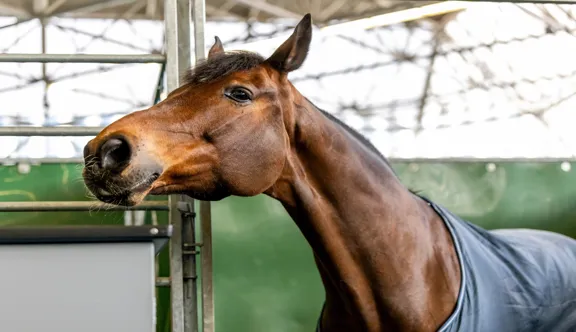 "Le cheval, lui, ne peut pas prendre la parole. Alors lorsqu’il devient nécessaire de parler pour lui, peut-être que notre silence n’est plus tout à fait une neutralité."