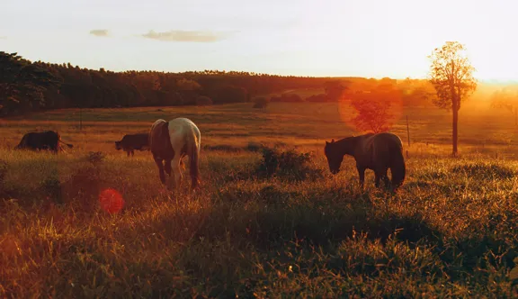 À l'automne, la vétérinaire Natacha Duquesnoy-Frankinet conseille de sécuriser le fourrage et de soutenir les chevaux fragiles avec des compléments adaptés.