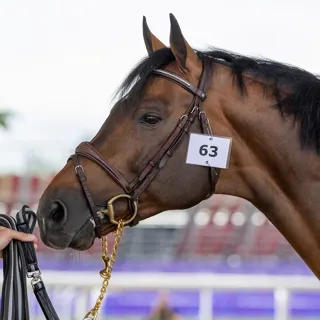 Uricas v/d Kattevennen