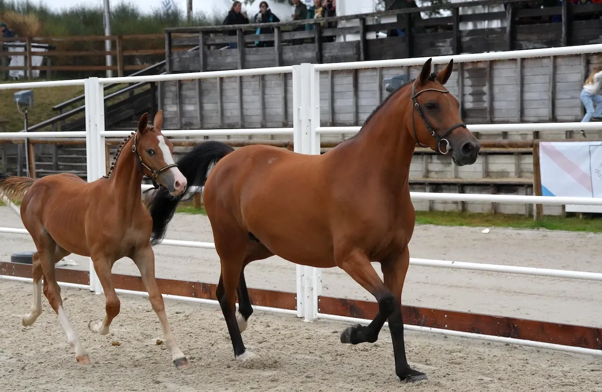 Comme sa mère en son temps, la belle Leenane Gravière a remporté le titre de championne de France des poulinières PFS suitées. Elle s’est présentée en compagnie de Prada Gravière (PFS, Quabar des Monceaux).