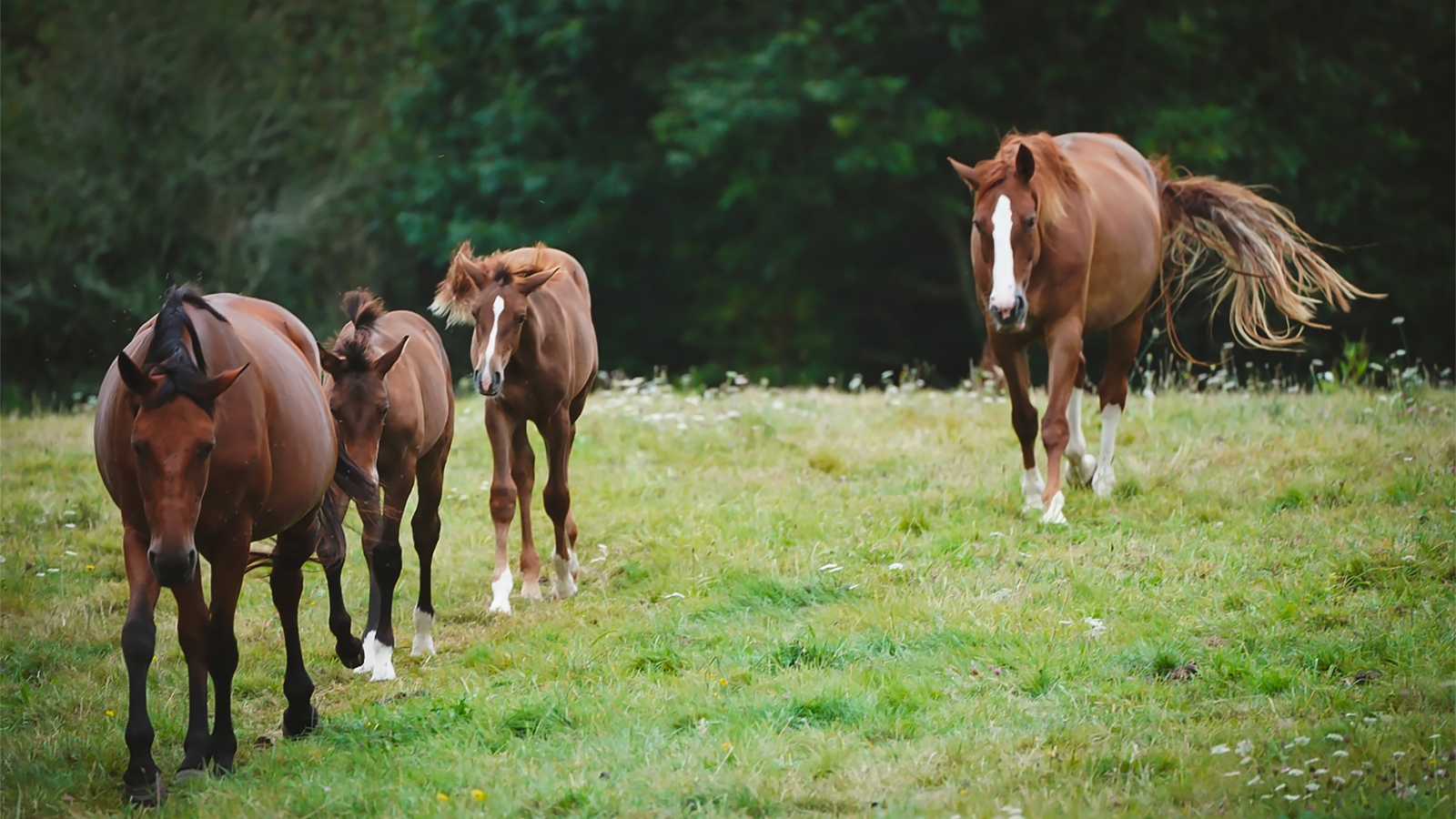 De la naissance aux premiers pas sous la selle, chaque cheval commence son histoire dans son élevage. 