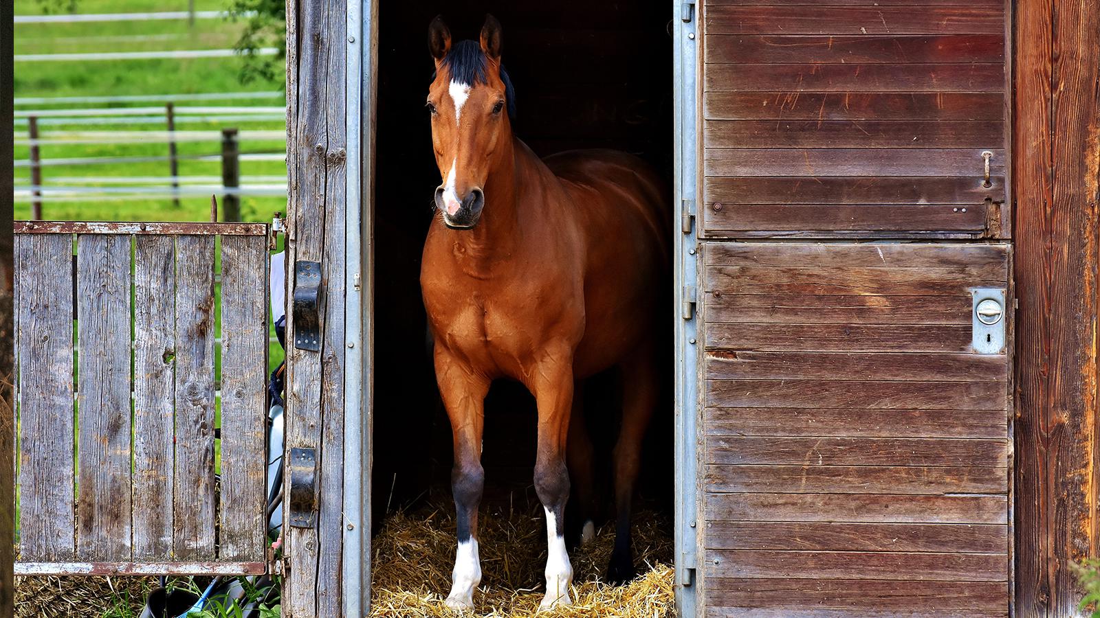 40 % des lecteurs sondés instaurent une alternance box / paddock / pré pour l’hébergement de leurs chevaux.
