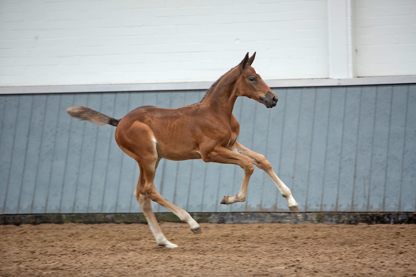 Ovidia (Glasgow van’t Merelsnest x Mr. Blue), a pour grand-mère maternelle VDL Group Think Twice II, ancienne championne de Leopold van Asten.