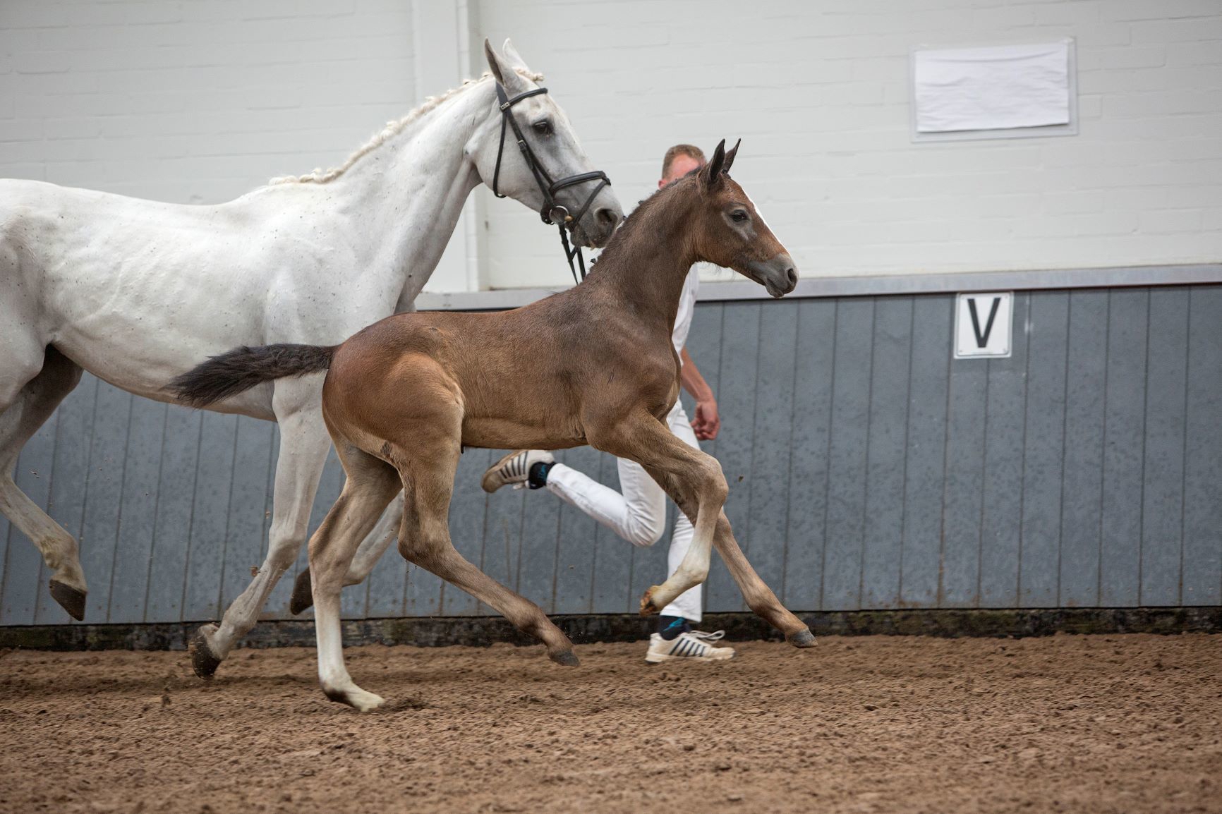 Tavi Z (Tobago Z x Chellano Z) est une petite-fille de Larthago, qui a déjà donné l’étalon Harley VDL.