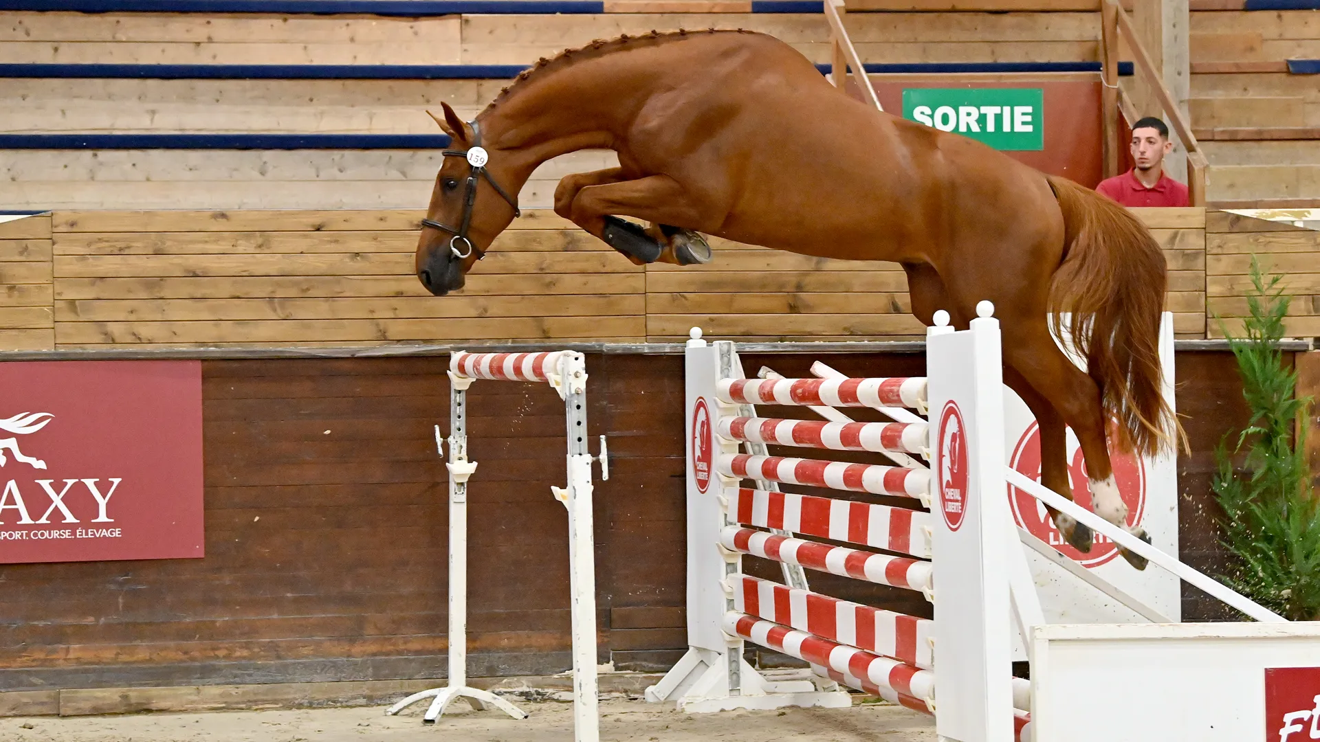 Adjugé 100.000 euros dimanche soir, Monsieur du Bidou a établi un nouveau record pour les ventes de service de l’agence Fences.