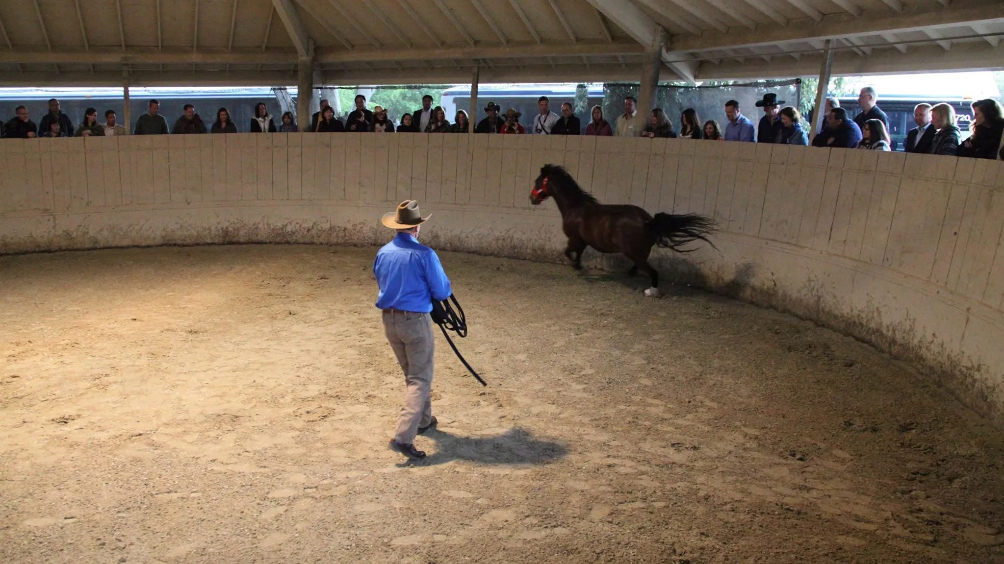 Pratiqué dans un rond de longe, le Join-Up consiste à éloigner le cheval en contrôlant ses mouvements, puis à relâcher la pression pour qu’il choisisse de revenir vers l’humain.