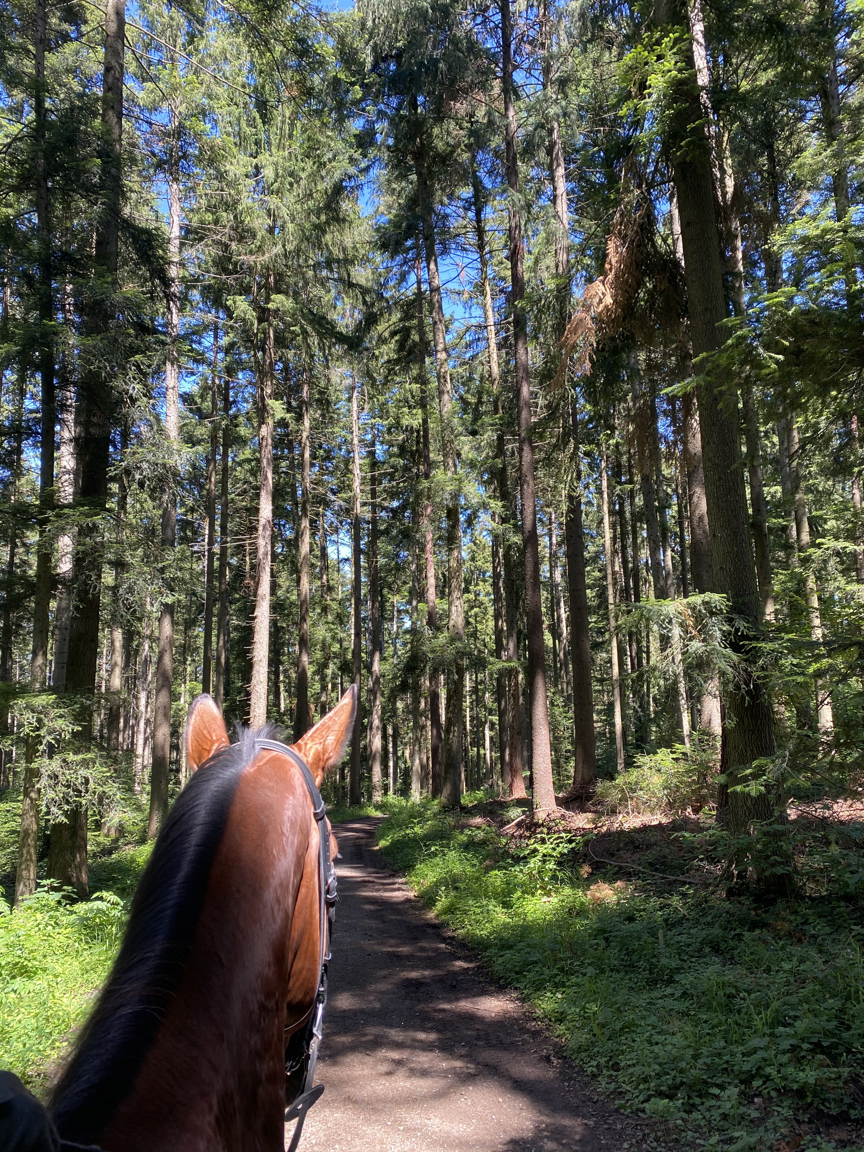 À Elgg, deux forêts permettent également à la cavalière maison de faire prendre l'air aux chevaux. 