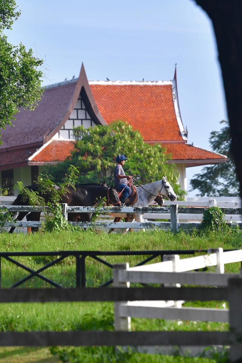 Le Thai Polo and Equestrian Club est situé à quelques kilomètres de Pattaya, au sud-est de Bangkok.