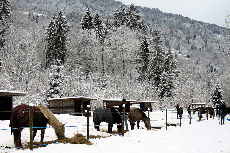 Les chevaux dans la neige le jour de la saisie. 