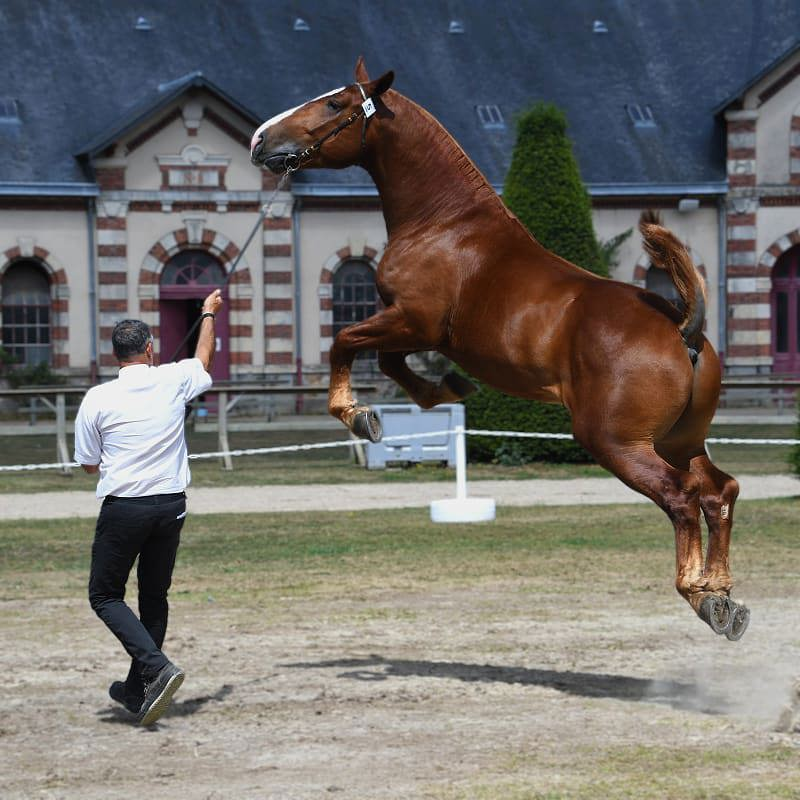 Le Normandie Horse Show accueille l'approbation des étalons Cob Normand.