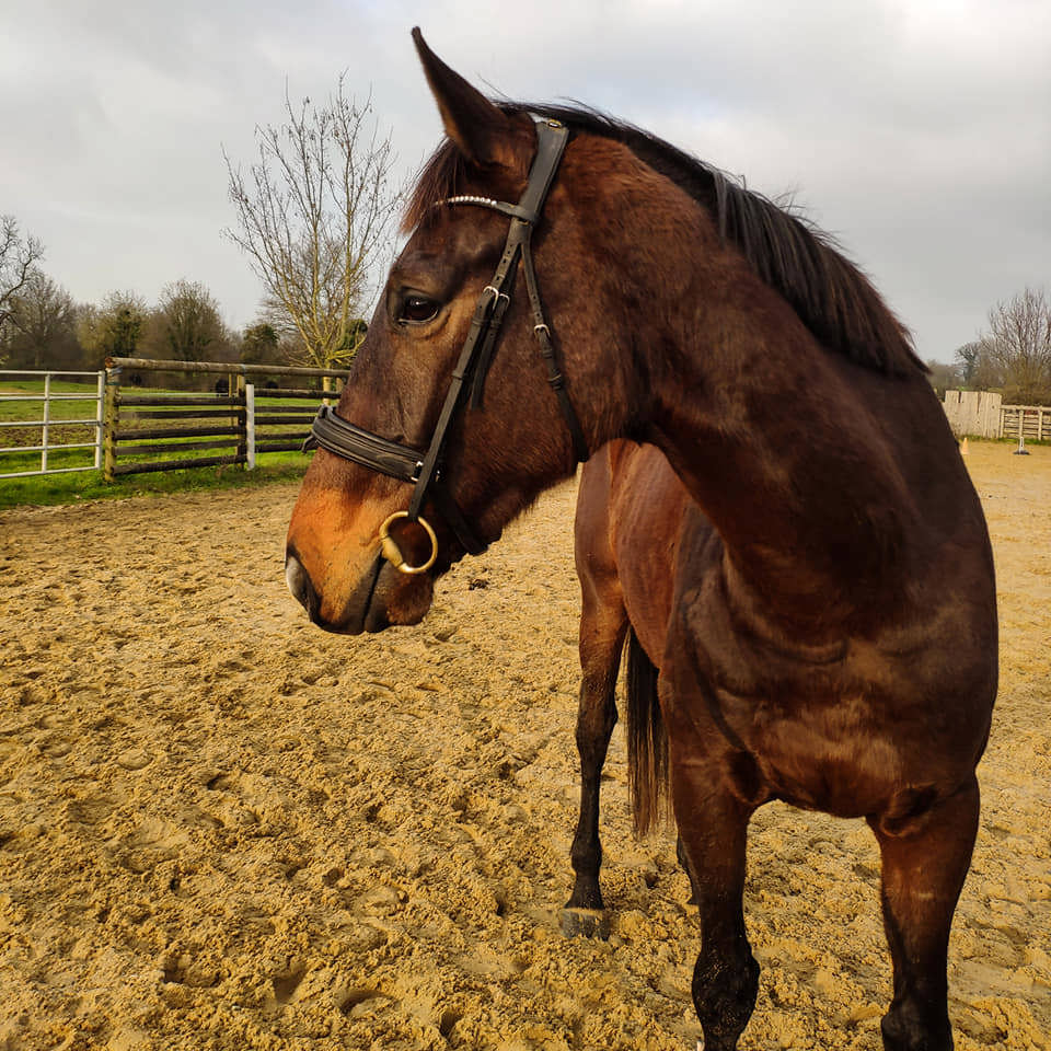 Vieil Ami, six ans, “est un très bon cheval pour prendre part aux plus grosses épreuves”, estime Marie-Charlotte Fuss.