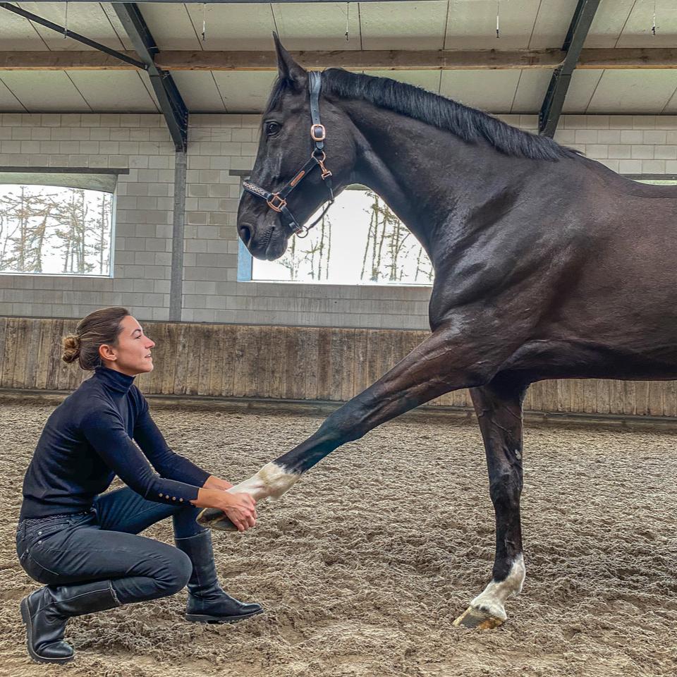 Stéphanie Van den Bergh est masseuse sportive et ostéopathe équine